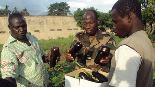 Photo d'un bénévole PRSF, un directeur d’Administration pénitentiaire et un détenu dans un jardin maraîcher en Côte d’Ivoire - PRisonniers Sans Frontières